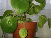 Pilea peperomioides - nuotraukos Nr. 4