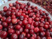 Spanguolės po 6 eur už litrą - nuotraukos Nr. 2
