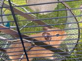 Čilės voveraitė, Degu - nuotraukos Nr. 2