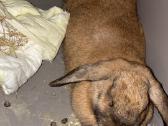 Čilės voveraitė, Degu - nuotraukos Nr. 3