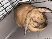Čilės voveraitė, Degu - nuotraukos Nr. 4