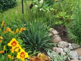 Melsve,rudbekija, silinge,ramune,vilkdalgiai - nuotraukos Nr. 26
