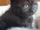 Parduodu Britų trumpaplaukius kačiukus - nuotraukos Nr. 21