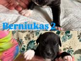 Amerikiečių stafordšyro terjero šuniukai - nuotraukos Nr. 5