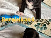 Amerikiečių stafordšyro terjero šuniukai - nuotraukos Nr. 7
