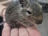 Degu - nuotraukos Nr. 2