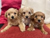 Maltipoo - nuotraukos Nr. 2