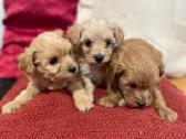 Maltipoo - nuotraukos Nr. 3