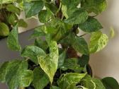 Epipremnum aureum marble queen - nuotraukos Nr. 2