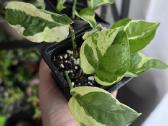 Epipremnum aureum N'joy - nuotraukos Nr. 2