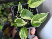 Epipremnum aureum N'joy - nuotraukos Nr. 3