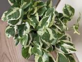 Epipremnum aureum N'joy - nuotraukos Nr. 4