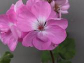 Dovanoju pelargoniją - nuotraukos Nr. 2