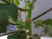 Dovanoju pelargoniją - nuotraukos Nr. 3