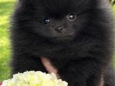 Vokiečių nykštukinis špicas pomeranas - nuotraukos Nr. 2
