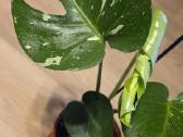 Monstera Deliciosa Thai Constelation - nuotraukos Nr. 2
