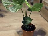 Monstera Deliciosa Thai Constelation - nuotraukos Nr. 3
