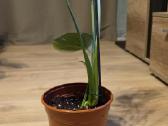 Monstera Deliciosa Thai Constelation - nuotraukos Nr. 4