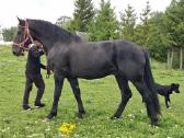 Parduodu ivairius hobi zirgus - nuotraukos Nr. 6