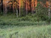 Ūkinės paskirties sklypas - nuotraukos Nr. 2