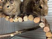 Degu patelės - nuotraukos Nr. 3