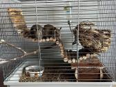 Degu patelės - nuotraukos Nr. 4