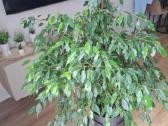 Benjamino fikusas (Ficus benjamina) - nuotraukos Nr. 2