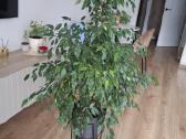 Benjamino fikusas (Ficus benjamina) - nuotraukos Nr. 3