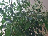 Benjamino fikusas (Ficus benjamina) - nuotraukos Nr. 4