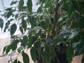 Benjamino fikusas (Ficus benjamina) - nuotraukos Nr. 5