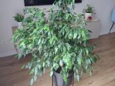 Benjamino fikusas (Ficus benjamina) - nuotraukos Nr. 6