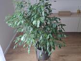 Benjamino fikusas (Ficus benjamina) - nuotraukos Nr. 7