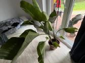 Strelitia didelis augalas - nuotraukos Nr. 3