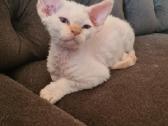 Devon Rex veislės katukas - nuotraukos Nr. 3