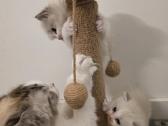 Kilmingi Ragdoll kačiukai - nuotraukos Nr. 2