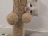 Kilmingi Ragdoll kačiukai - nuotraukos Nr. 3