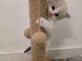 Kilmingi Ragdoll kačiukai - nuotraukos Nr. 5