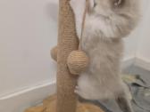 Kilmingi Ragdoll kačiukai - nuotraukos Nr. 4
