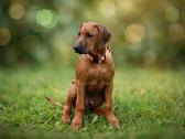 Rodezijos Ridžbekas - nuotraukos Nr. 9