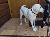 Dovanojamas labradoras - nuotraukos Nr. 2