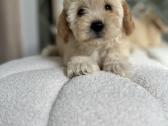 Maltipoo
