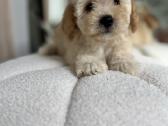 Maltipoo - nuotraukos Nr. 4