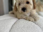 Maltipoo - nuotraukos Nr. 6