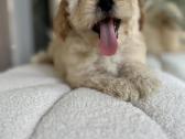 Maltipoo - nuotraukos Nr. 5