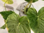Philodendron bilietiae ir fuzzy petiole - nuotraukos Nr. 3