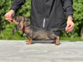 Fci/lkf Wire-haired Standard Dachshund Puppies - nuotraukos Nr. 4