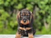 Fci/lkf Wire-haired Standard Dachshund Puppies - nuotraukos Nr. 3