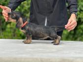 Fci/lkf Wire-haired Standard Dachshund Puppies - nuotraukos Nr. 5