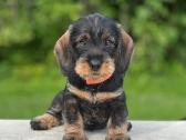 Fci/lkf Wire-haired Standard Dachshund Puppies - nuotraukos Nr. 6