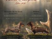 Fci/lkf Wire-haired Standard Dachshund Puppies - nuotraukos Nr. 7